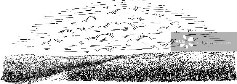 以成熟小麦为背景的农村田野图片素材