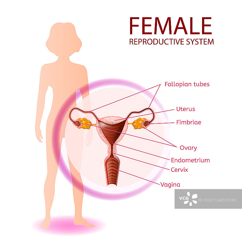 女性生殖系统解剖旗帜图片素材