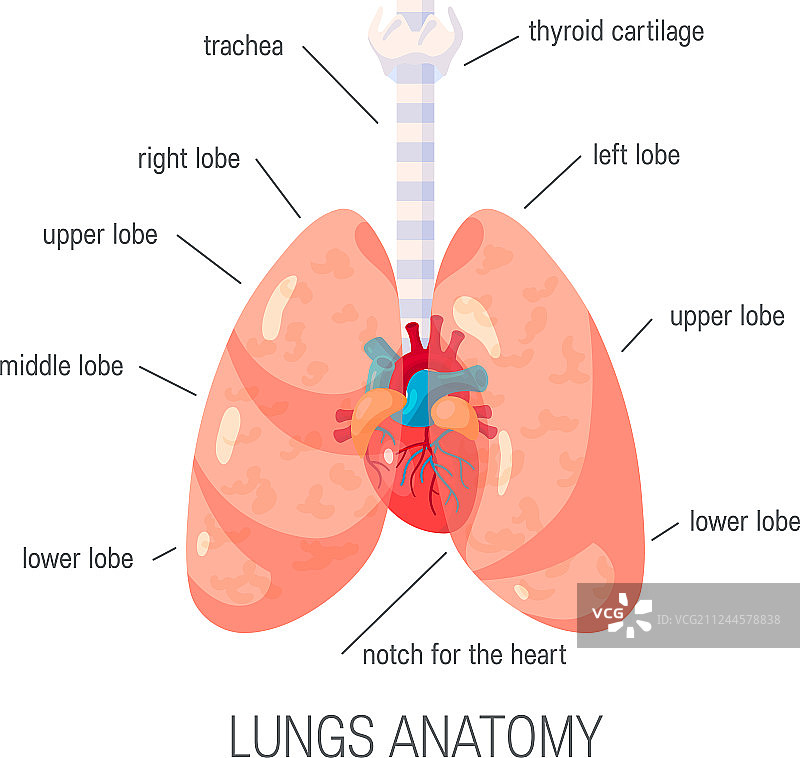 人类肺部图标在扁平风格图片素材