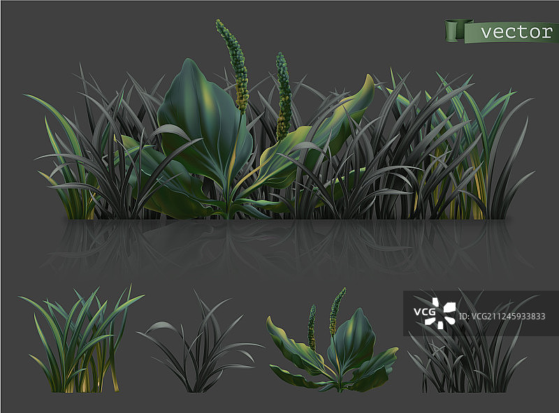 春天暗绿色的草3d逼真的图标集图片素材