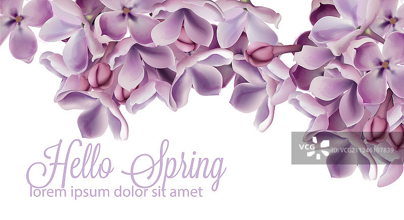 你好春天的背景与紫色的丁香花图片素材