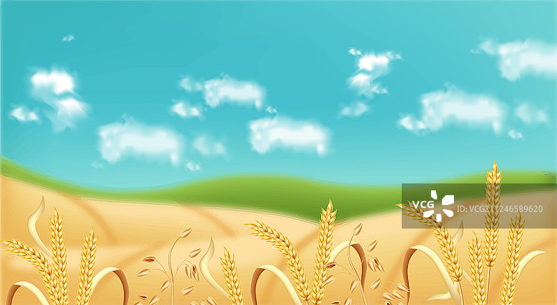 燕麦田现实的背景夏天图片素材