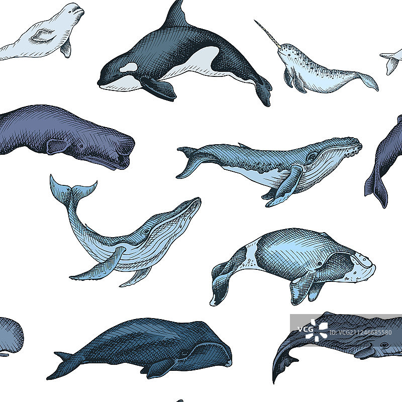 图案与鲸鱼手绘图片素材