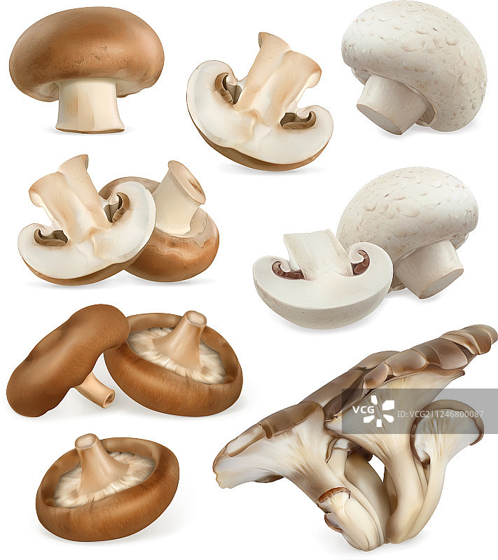 食用菌香菇牡蛎奶油白图片素材