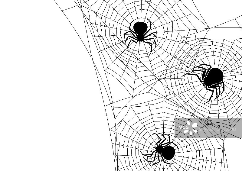 背景与黑寡妇蜘蛛图片素材