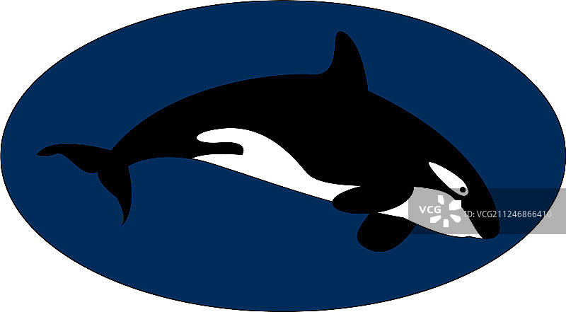 水下的虎鲸在白色的背景图片素材