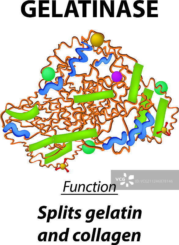 明胶酶分子结构化学式图片素材