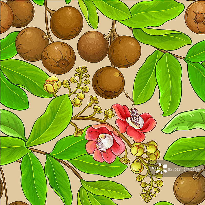 巴西坚果树枝图案的颜色背景图片素材