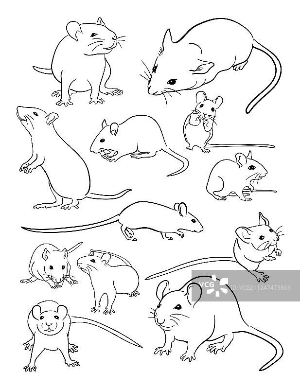 老鼠艺术线条图片素材