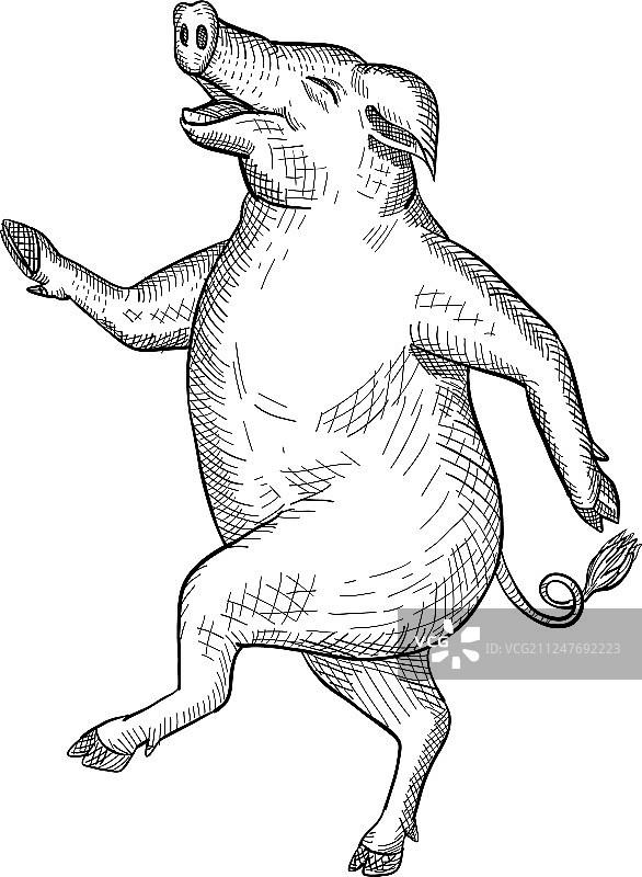 快乐猪跳舞画复古黑白图片素材