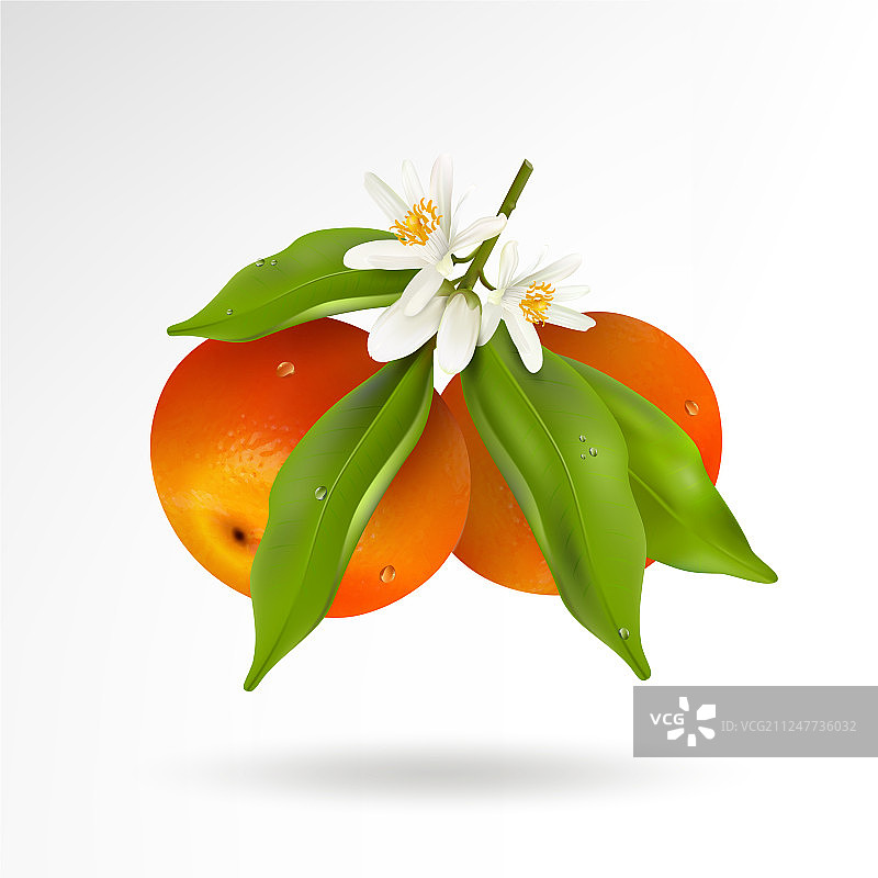 两种柑橘类水果，柑橘或橘子图片素材