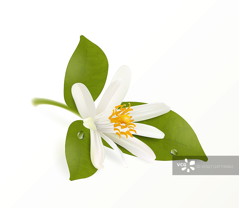 盛开的桔子孤立在白色背景图片素材