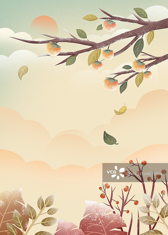 秋冬结霜的柿子树插画背景图片素材