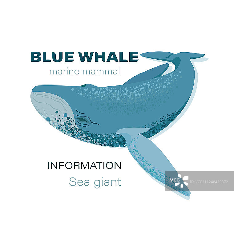 蓝鲸图片素材