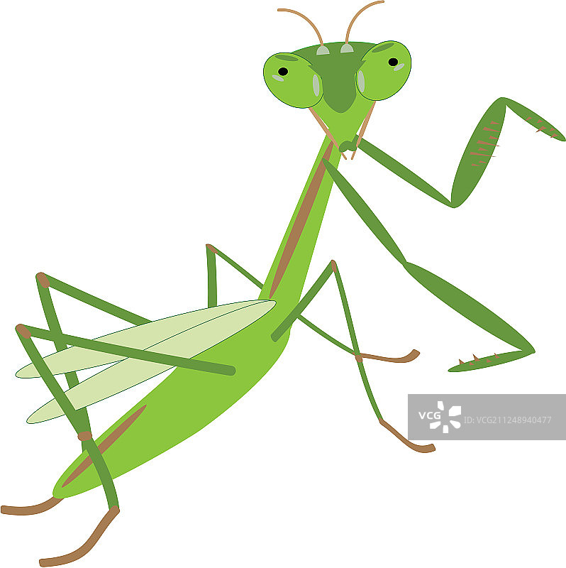 绿螳螂动物自然艺术背景卡通图片素材