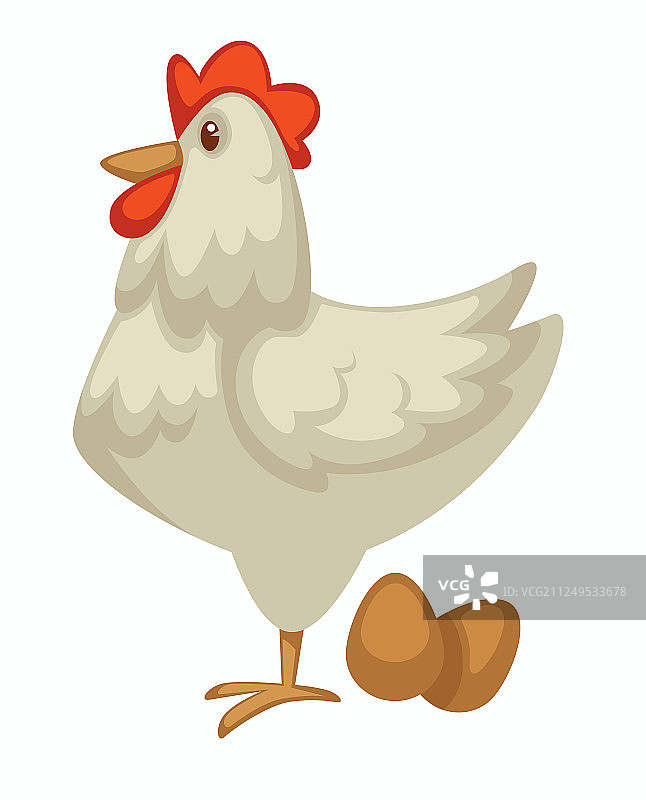 鸡和鸡蛋农场的奶制品和鸡图片素材