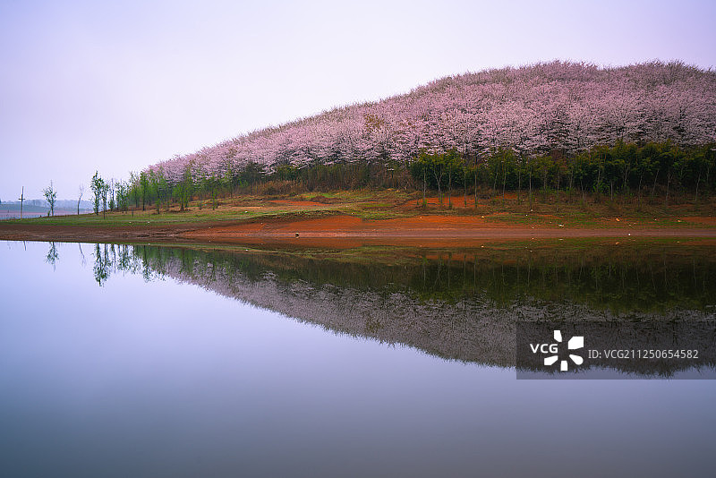 湖面上的樱花园和岛屿图片素材