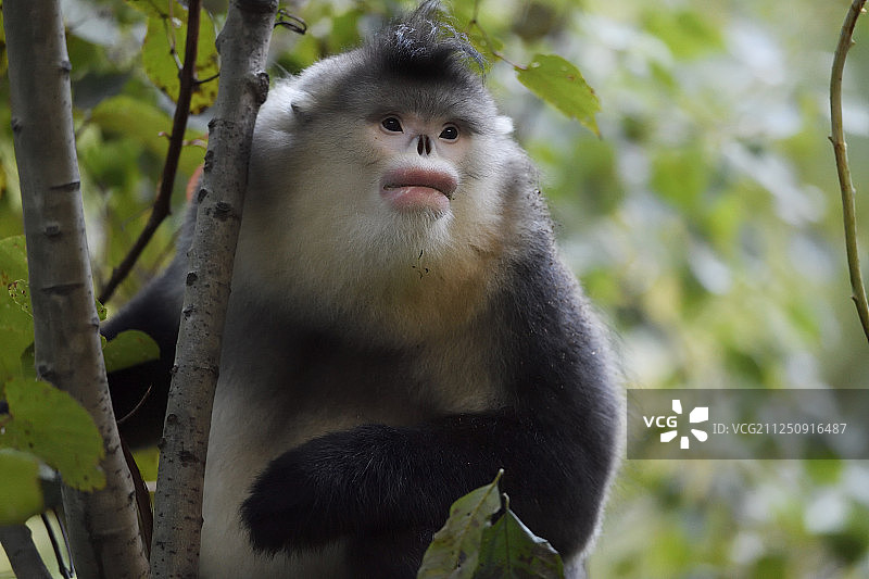 成年云南或黑仰鼻猴，bieti鼻猿，塔城自然保护区，云南，中国图片素材