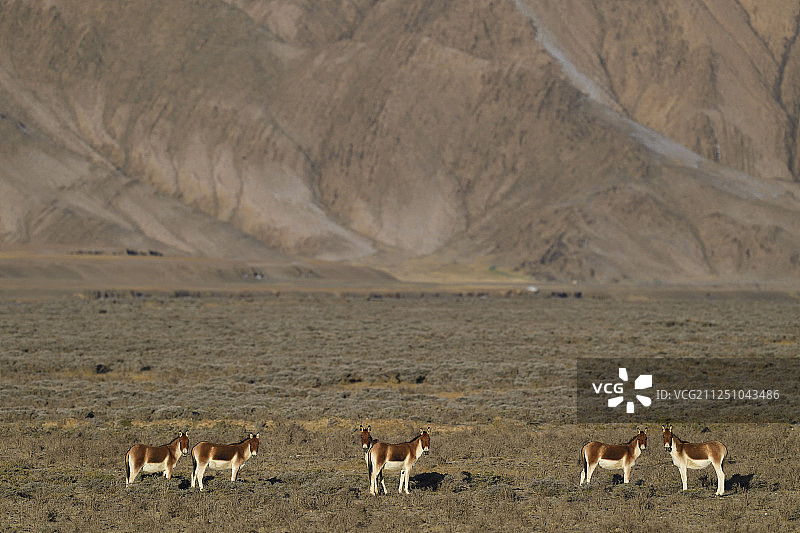 野牦牛谷，牦牛沟国家级自然保护区，青藏高原，青海，中国图片素材