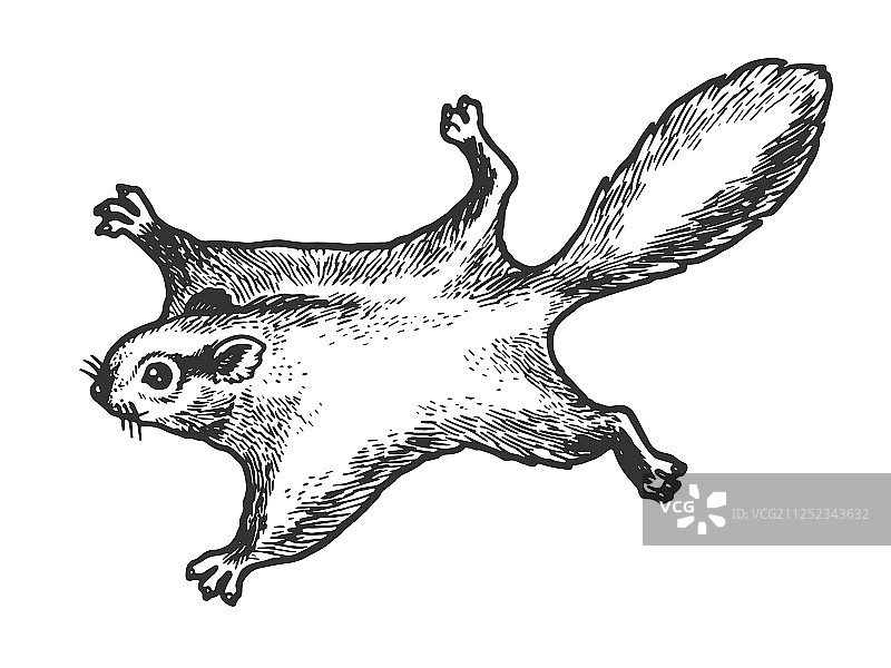 飞鼠动物素描版画图片素材