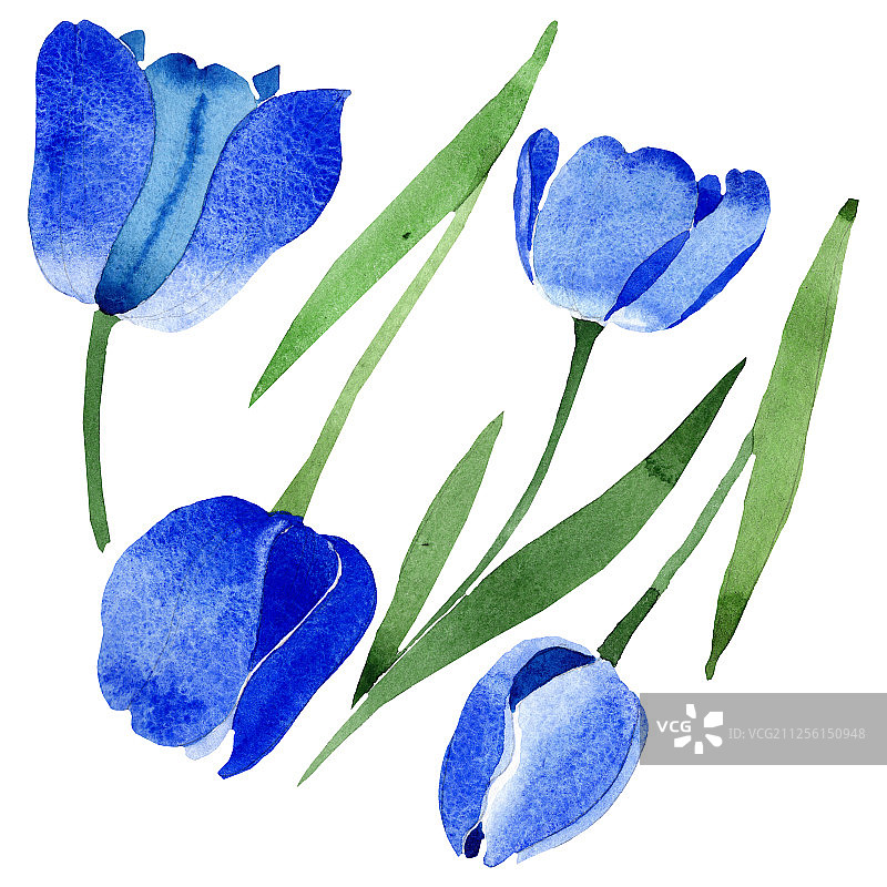 蓝色郁金香花。水彩背景插图集。孤立的郁金香插图元素。图片素材