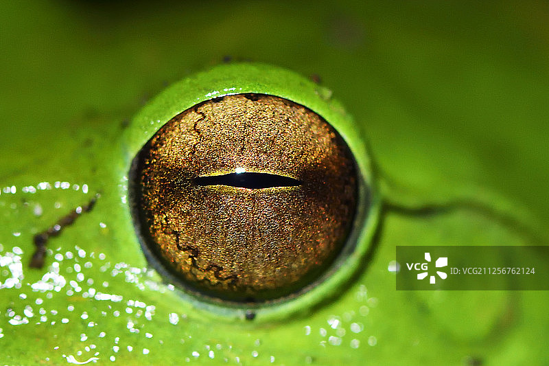 中国云南省德宏州铜碧关自然保护区大树蛙图片素材