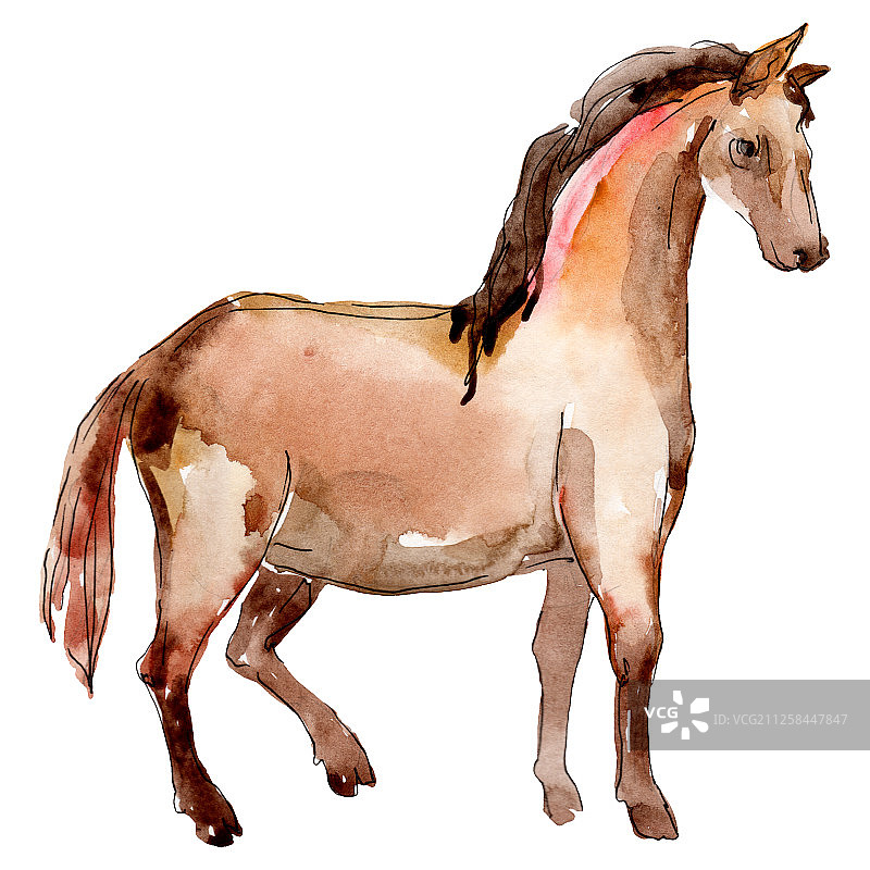 马农场动物隔离。水彩背景插图集。孤立的马插图元素。图片素材