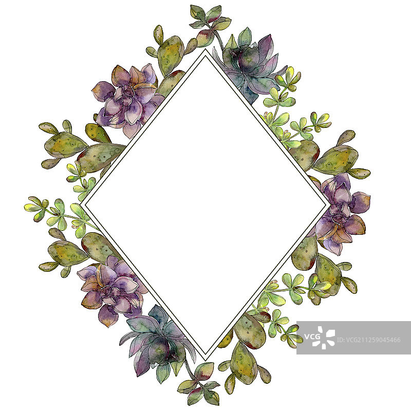 丛林植物肉质花。水彩背景插图集。边框装饰方形。图片素材