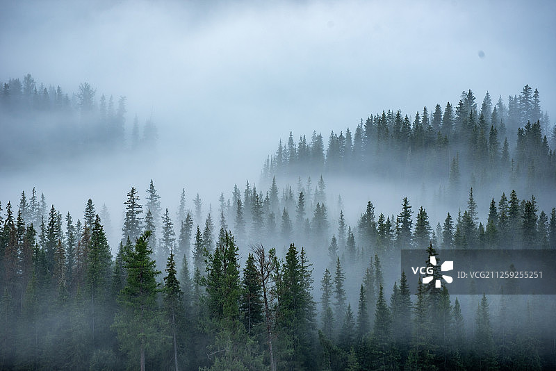 晨雾中的树林图片素材