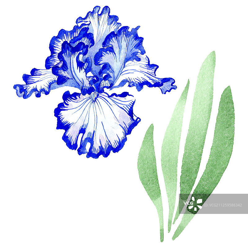 蓝色鸢尾，花类植物的花。水彩背景插图集。孤立的虹膜插图元素。图片素材