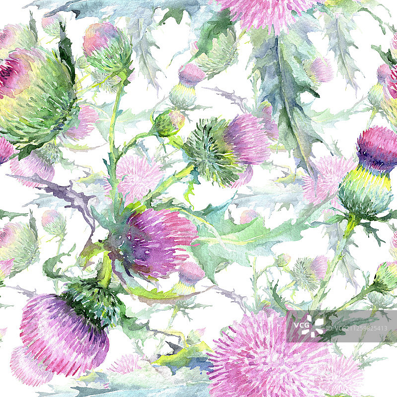 粉红色的蓟属植物花。水彩背景插图集。无缝的背景图案。图片素材