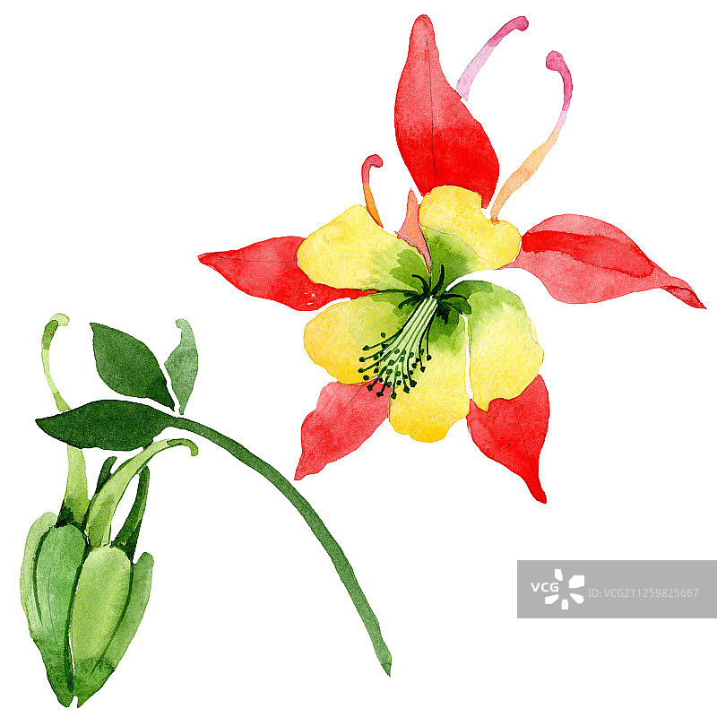 红色菊科植物花。水彩背景插图集。孤立的aquilegia插图元素。图片素材