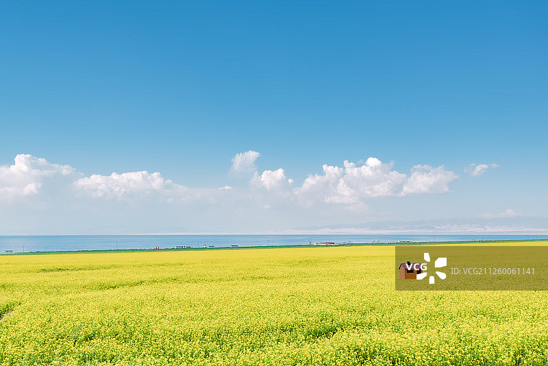 蓝天白云下的青海湖畔大片油菜花地里的一个小木屋图片素材