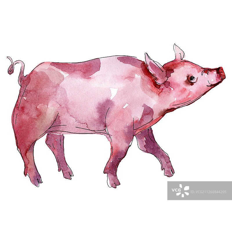猪场动物隔离。水彩背景插图集。孤立的小猪插图元素。图片素材