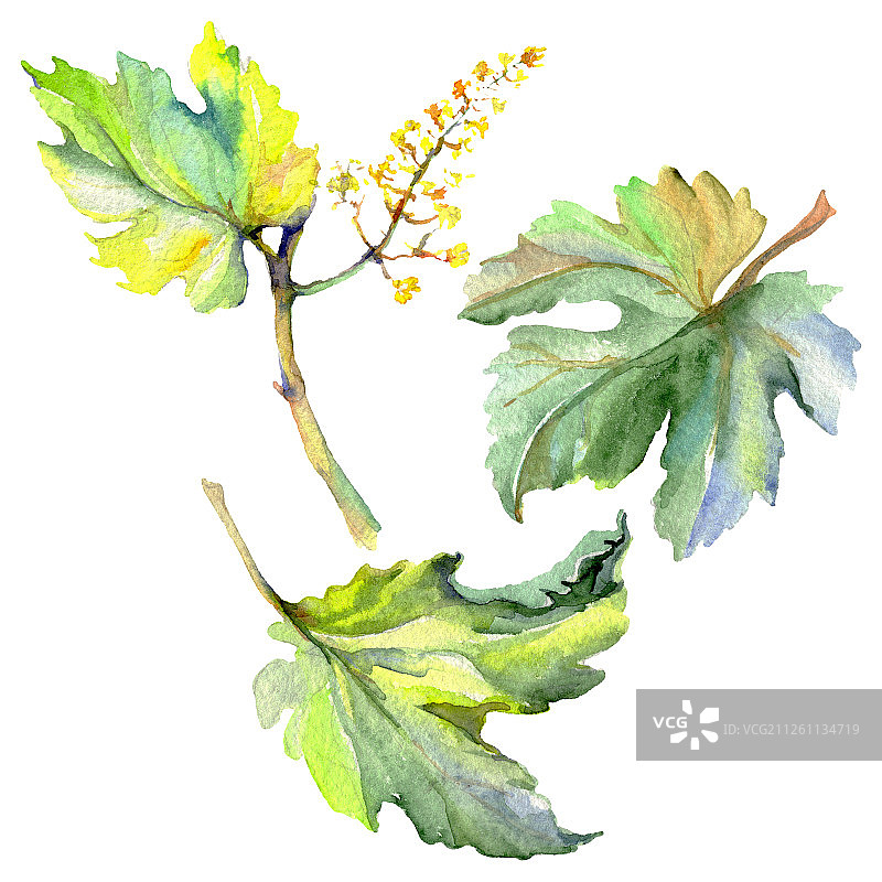 绿色的藤蔓叶子的树枝。水彩背景插图集。孤立葡萄插图元素。图片素材