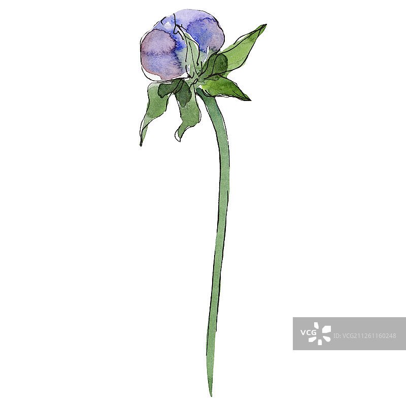 紫堇花蕾。水彩背景设置。孤立的宇宙花插图元素。图片素材