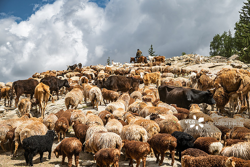 新疆可可托海畜牧区图片素材