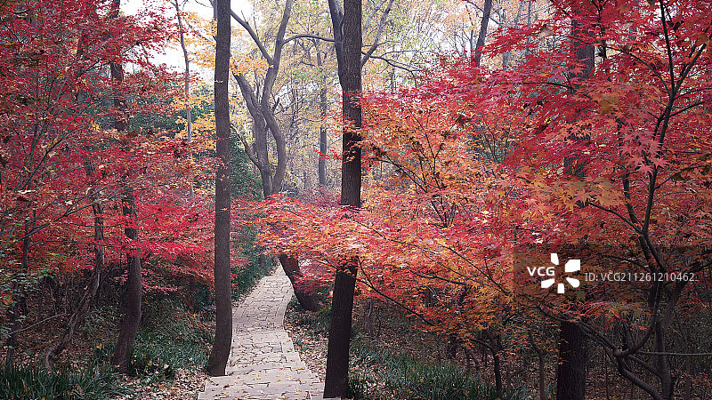 秋天红枫树林的小路图片素材