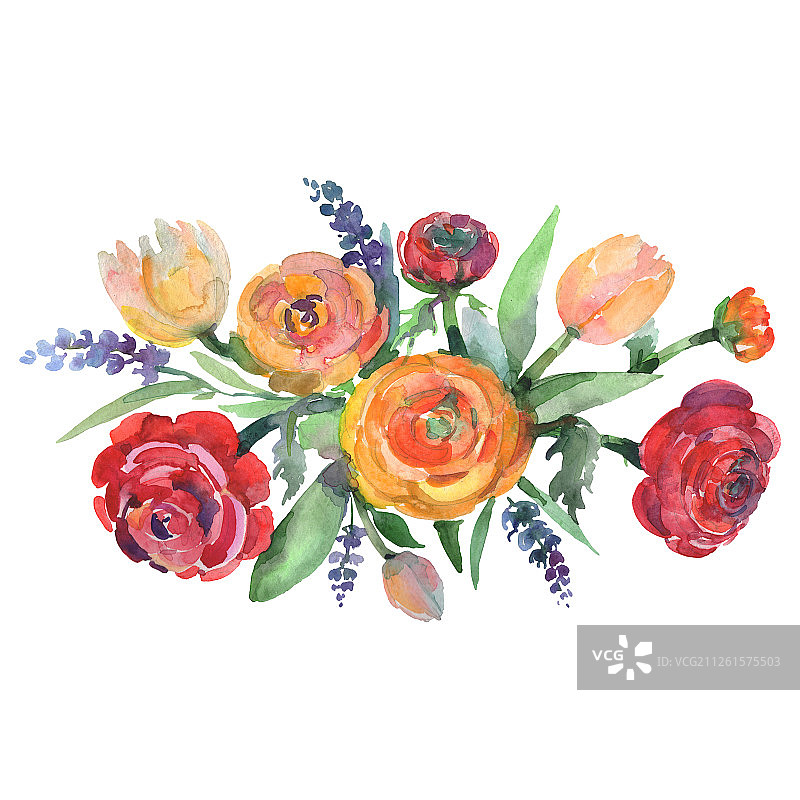 毛茛花束，花属植物。水彩背景设置。孤立的花束插图元素。图片素材