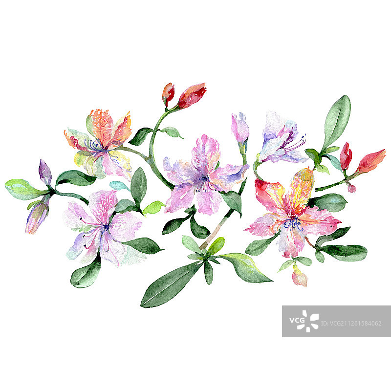 紫花和兰花花束植物花。水彩背景设置。孤立的花束插图元素。图片素材