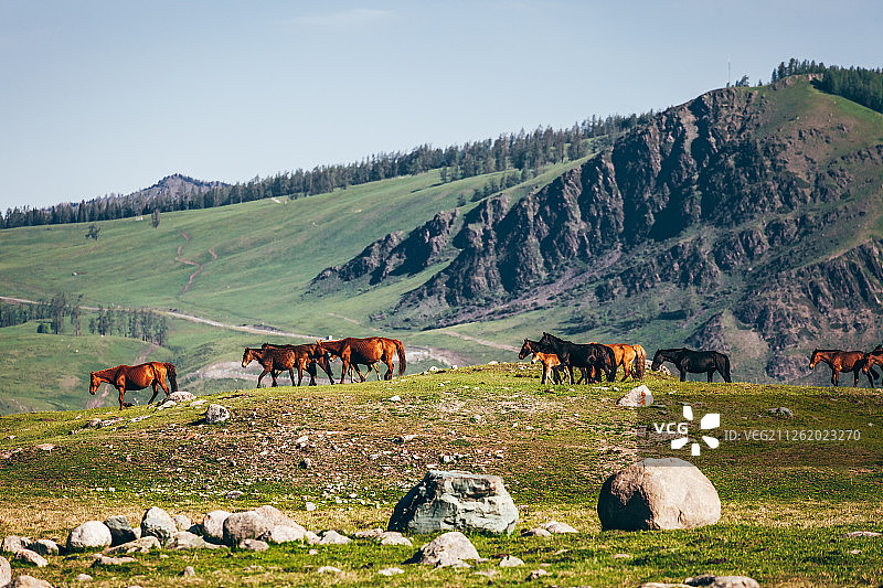 新疆喀纳斯风景区图片素材