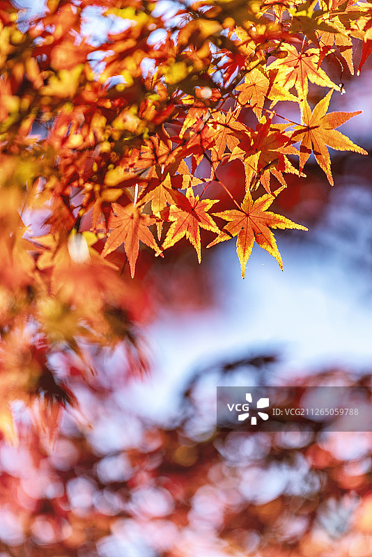 秋天枫叶红叶枫树蓝天图片素材