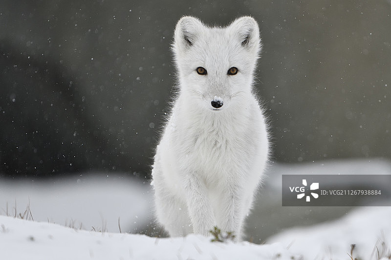 在挪威的Dovrefjell国家公园，年轻的北极狐穿着白色的冬季皮毛图片素材