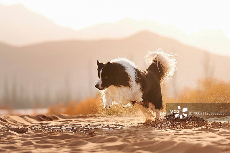 沙漠中的边境牧羊犬图片素材