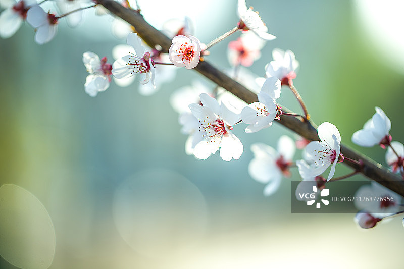 春天节气紫叶李开花图片素材