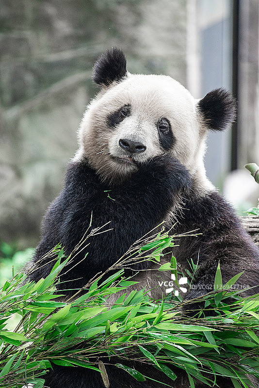 国宝熊猫图片素材