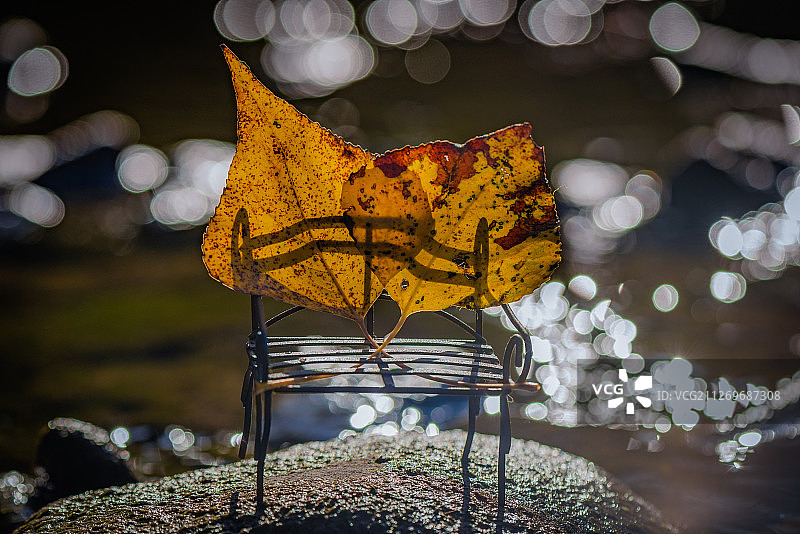秋天的树叶放在小板凳上图片素材