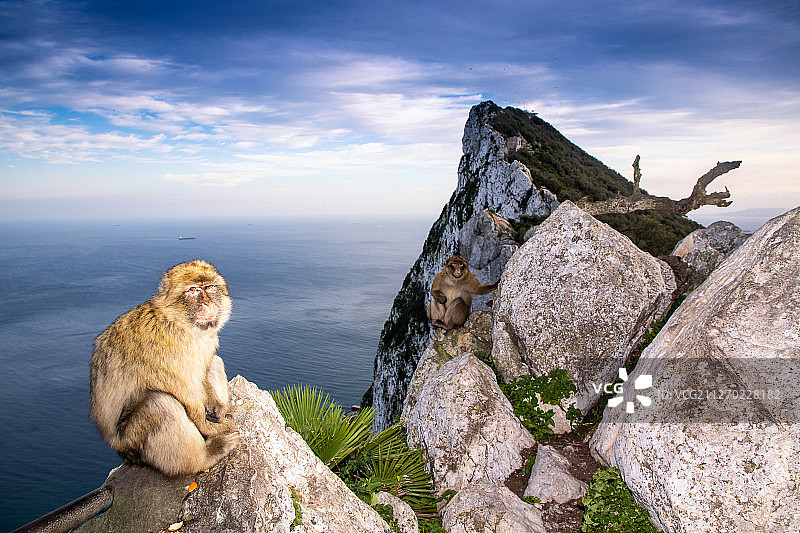 直布罗陀巨岩与猕猴图片素材