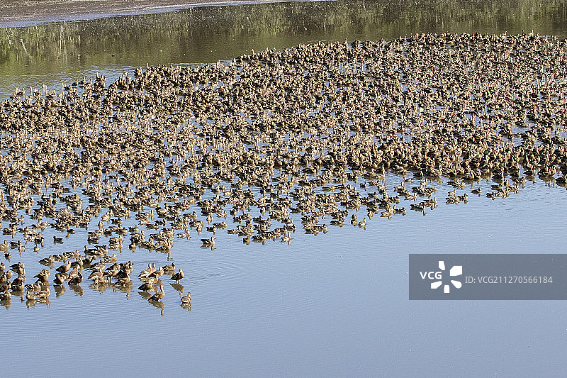 一群羽毛鸣叫的鸭子在水面上休息图片素材