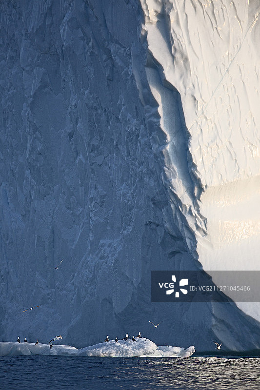 格陵兰冰山下的鸟类图片素材